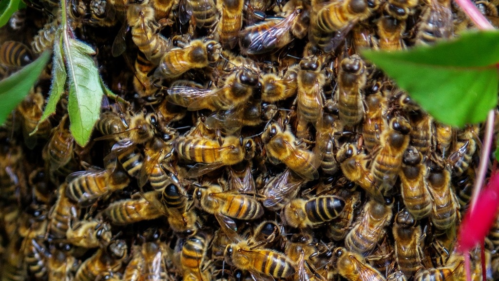 ハチが集まっている様子